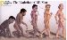 The Evolution of Man